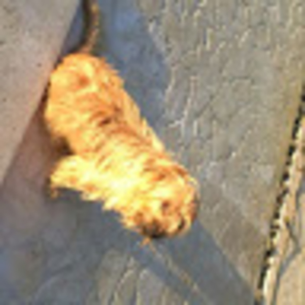 Meet your Posher, Ella